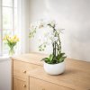 Umělá orchidej Phalaenopsis, bílá, 55 cm
