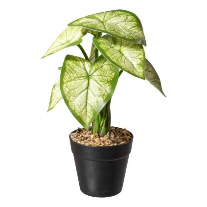Umelá rastlina Caladium, zelená, 30 cm