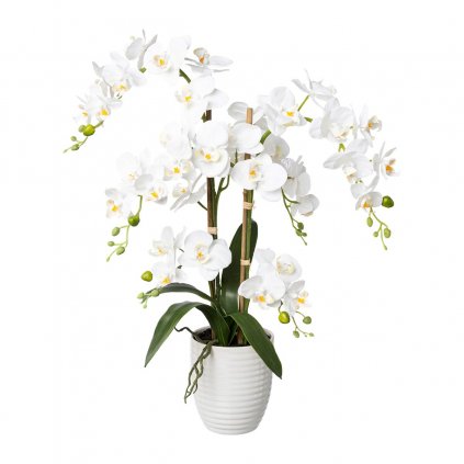 Orchidea, 67 cm
