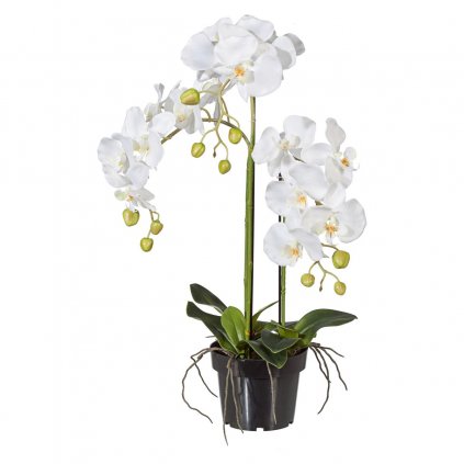 Orchidea 62 cm, biela, v plastovom kvetináči 15 cm