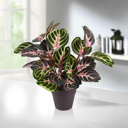 Umelá rastlina Allocasia