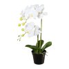Orchidea v kvetináči, 55 cm, biela