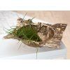 Misa "Crumple"