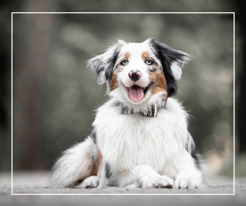 Jak utáhnout obojek pro psa?