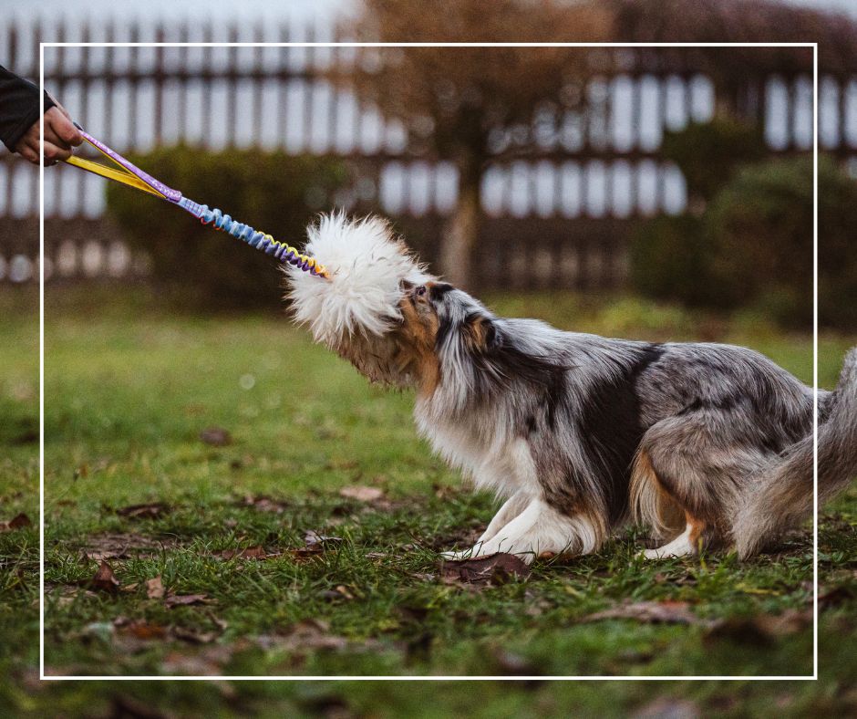 Jak pomocí hračky trénovat a budovat vztah se psem
