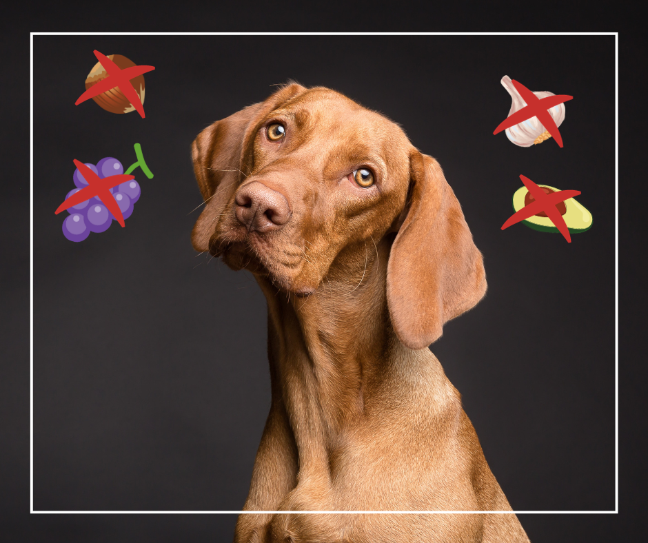 9 nebezpečných potravin pro psa