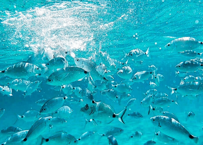 Rybí neboli mořský kolagen, kompletní průvodce