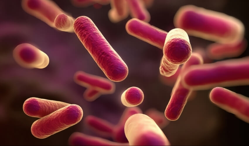 Účinky probiotik na trávení a imunitu
