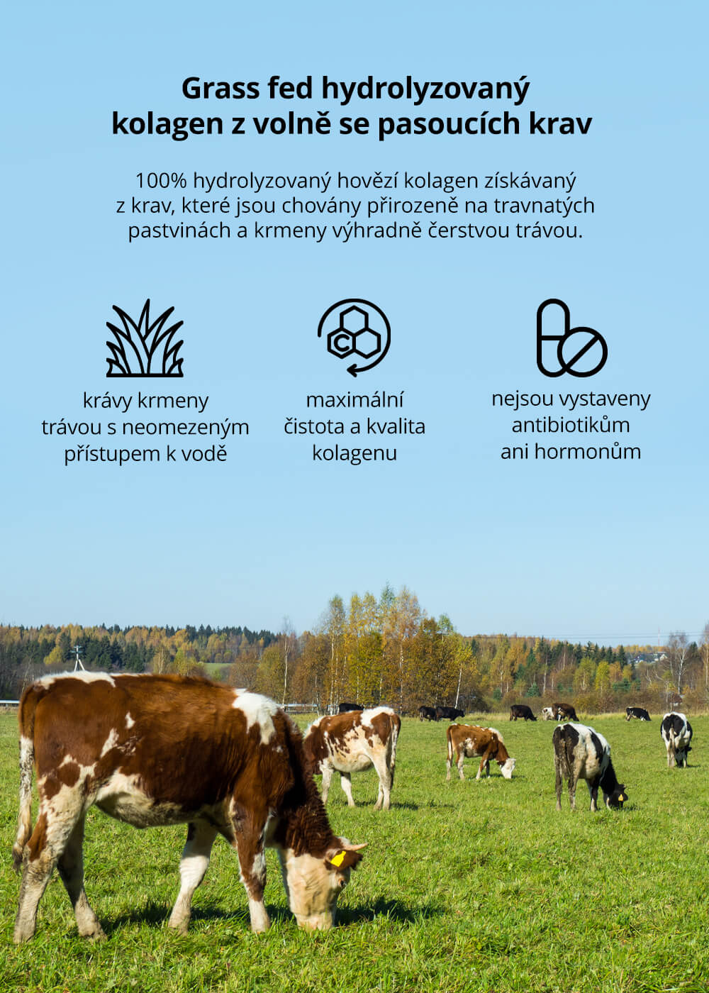 VENIRA hydrolyzovaný kolagen, grass fed, 80 kapslí