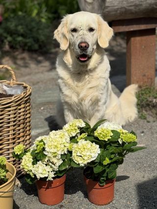 Mít ruce a čumák v hlíně, to je relax. 😎