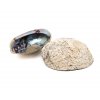 Abalone mušle modrá Paua přírodní kadidelnice VEPEZ  Praha