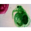 levenhuk n80 ng dop15 Daphnia