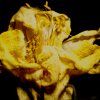 82910 83044 83045 magus stereo 9 img 05