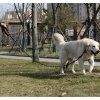 71272 13 getimage ashx id purlov 21655 reflexni vycvikove voditko 14
