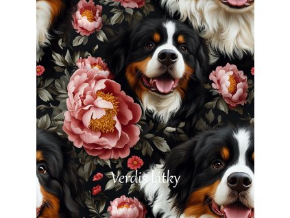 veronika 37383 a few Bernese selesh dogs arranged side by side e91778df 444e 4f3a bf12 3c86fd2b4c6c