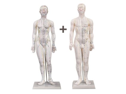 Akupunkturní model dvojice muž a žena