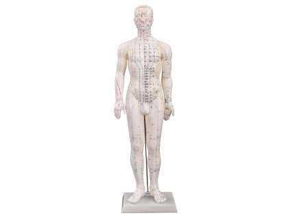 akupunkturní model muž 50cm