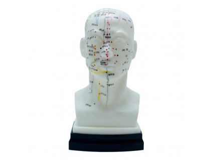Akupunkturní model hlavy 22cm