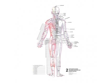 Mapy - topografie bodů tělesné akupunktury 3 ks - plakáty jsou o rozměrech 47 x 63 cm