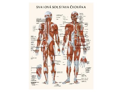 Mapa - Svalová soustava člověka - 47 x 63 cm