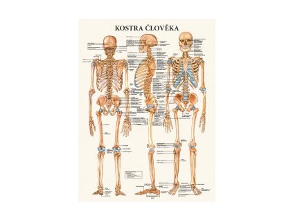 Mapa - Kostra člověka - 47 x 63 cm