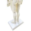 akupunkturní model muž 50cm 4