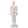 akupunkturní model muž 50cm