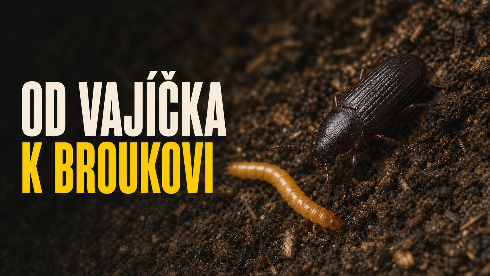 Od vajíčka k broukovi: životní cyklus potemníka moučného krok za krokem