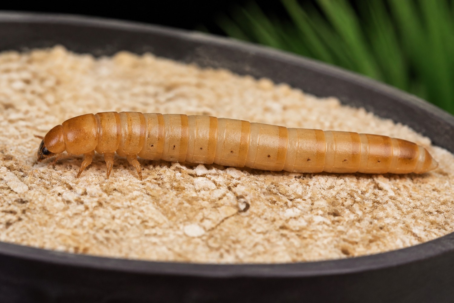 Larva potemníka moučného s viditelnými bočními průduchy