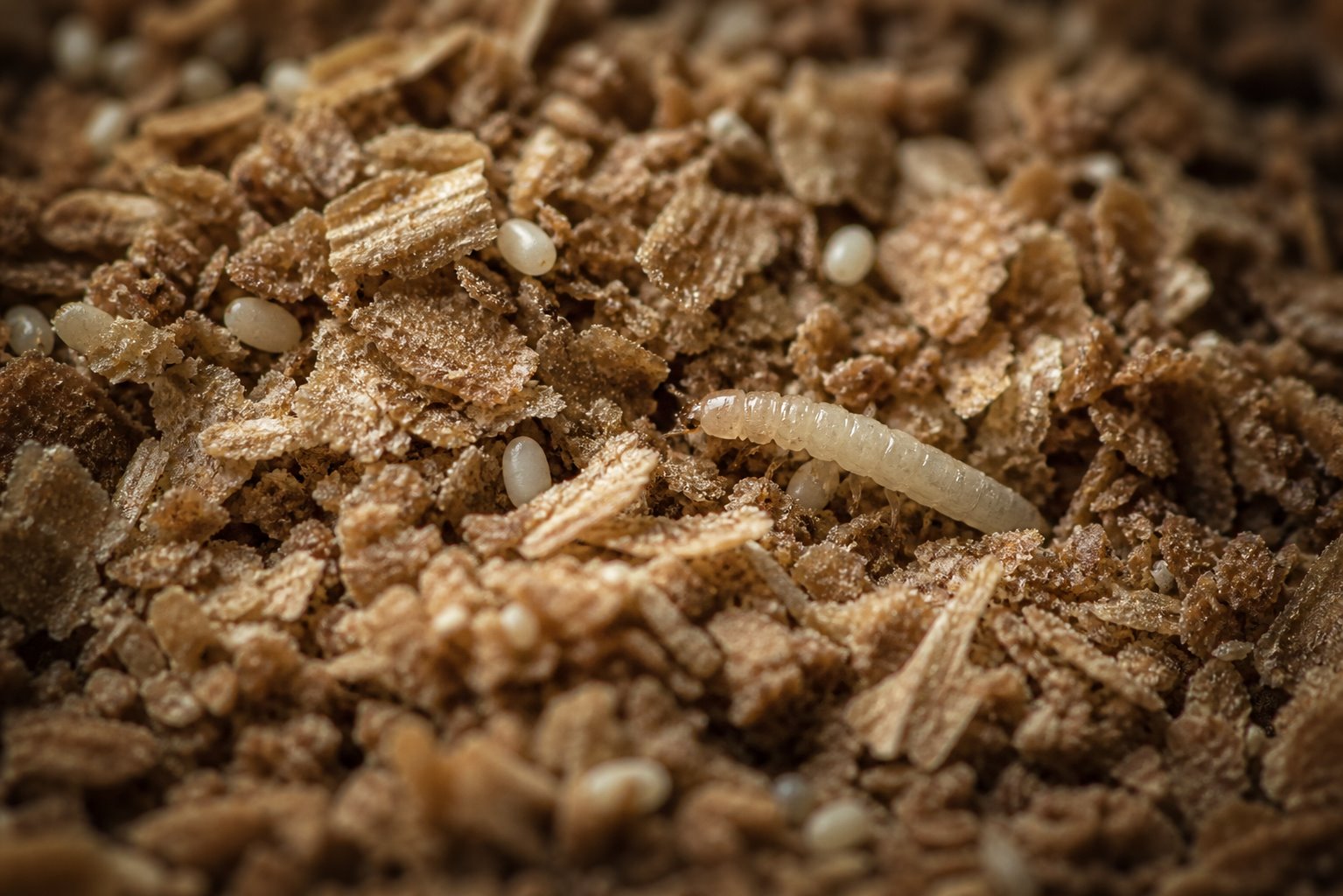 Drobná vajíčka potemníka a čerstvě vylíhlá světlá larva mezi otrubami