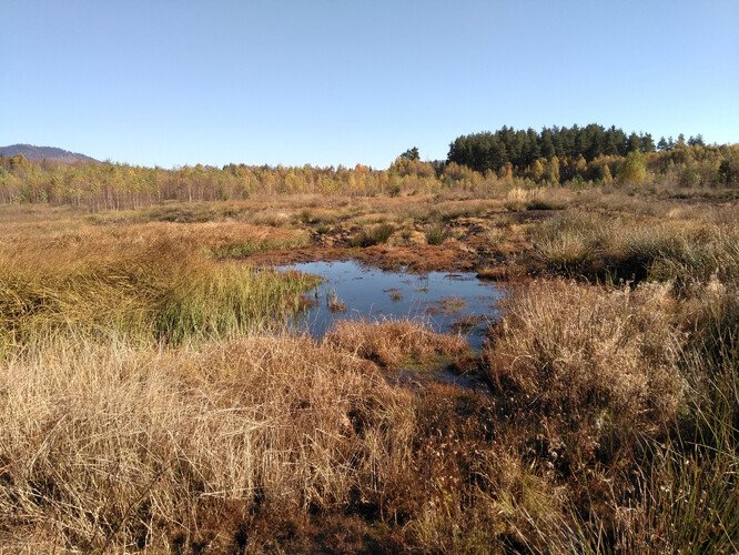 Co je to rašelina a jaké je její využití v zemědělství