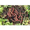 8593932 002V red wiggler composting worms for sale