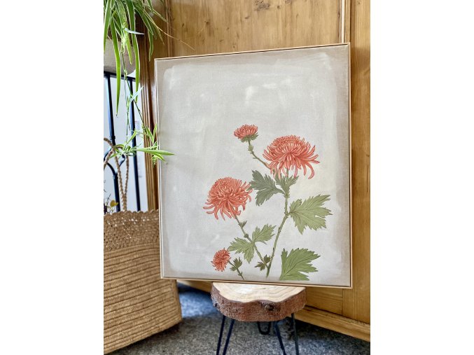 Chryzantemum