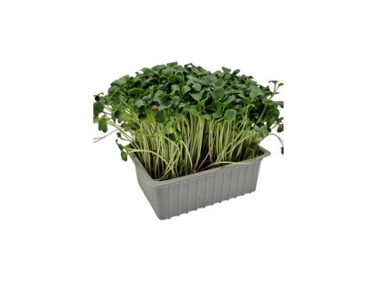 redkovka daikon (2)