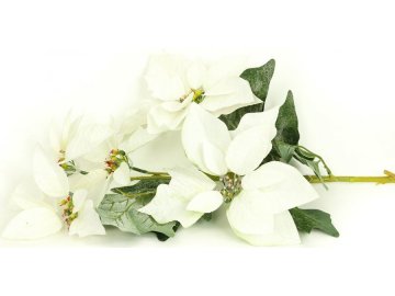 Vánoční růže, poinsécie 5 květů , umělá květina , bílá zasněžená