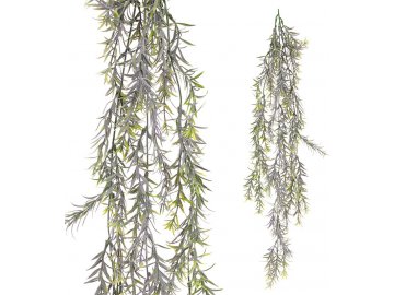 Asparagus převis, v zeleno-fialové barvě.