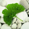 gingobiloba