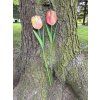 Tulipán