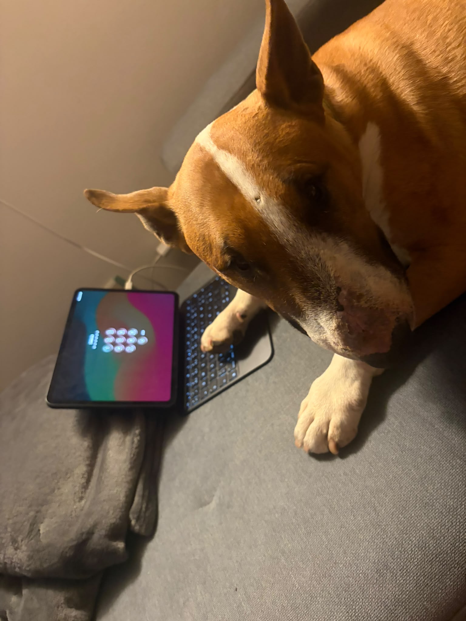 Psí parťák u tabletu doma