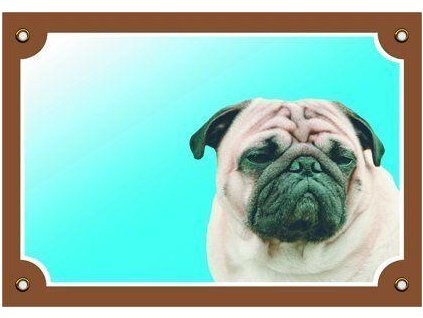 Barevná cedulka Pozor pes, Mops