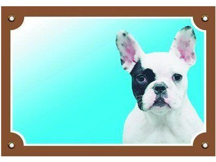 Barevná cedulka Pozor pes, Francouzský buldoček světlý