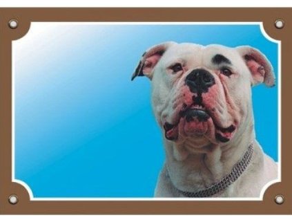 Barevná cedulka Pozor pes, Americký buldok