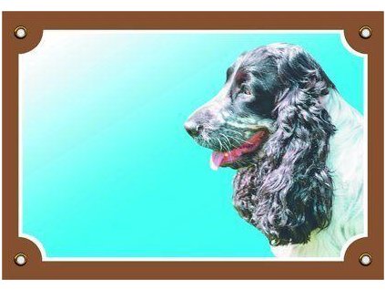 Barevná cedulka Pozor pes, Anglický kokr čb