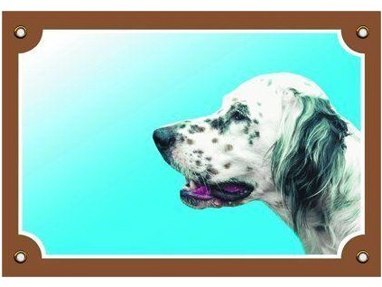 Barevná cedulka Pozor pes, Anglický setr bílý