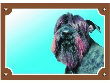 Barevná cedulka Pozor pes, Knírač černý