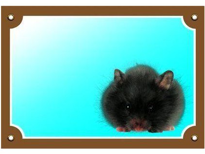 Barevná cedulka Pozor pes, Křeček