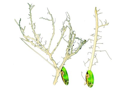 Lucky Reptile Coral Wood 30 50 cm 0111202412225631647