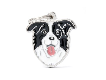 BORDER COLLIE