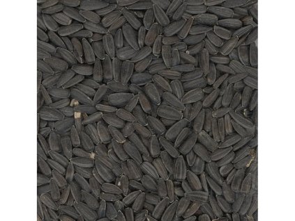 499971 slunecnice cerna 20 kg