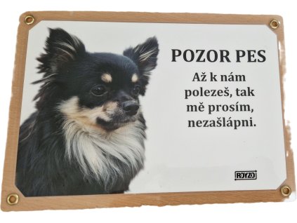 čivava dlouhosrstá tmavá